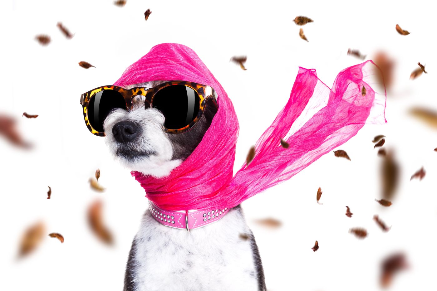 CELEBRITY PET TRUSTS